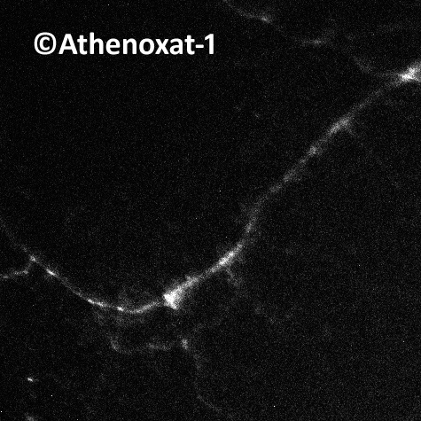 Athenoxat-1