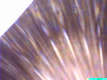 BEESAT 1